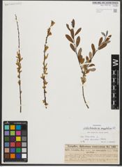 Foto von Salix triandra subsp. amygdalina (L.) Schübl. & G. Martens